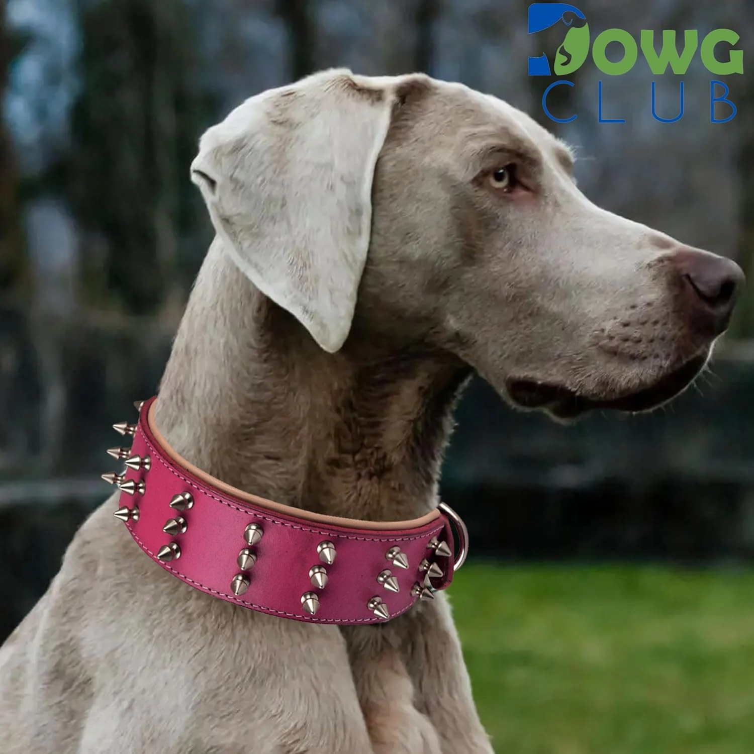 | Genuine Leather Spike Dog Collar | Full Grain, Heavy Duty | Comfortable, Strong, Best for Medium, Large, XL Breeds | 2" Wide (XL (Fit Neck 22.5"-25.5"), Pink with Silver Spikes)