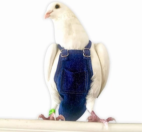 Bev's Bird Boutique - Regular Flypers (Open Back Design)