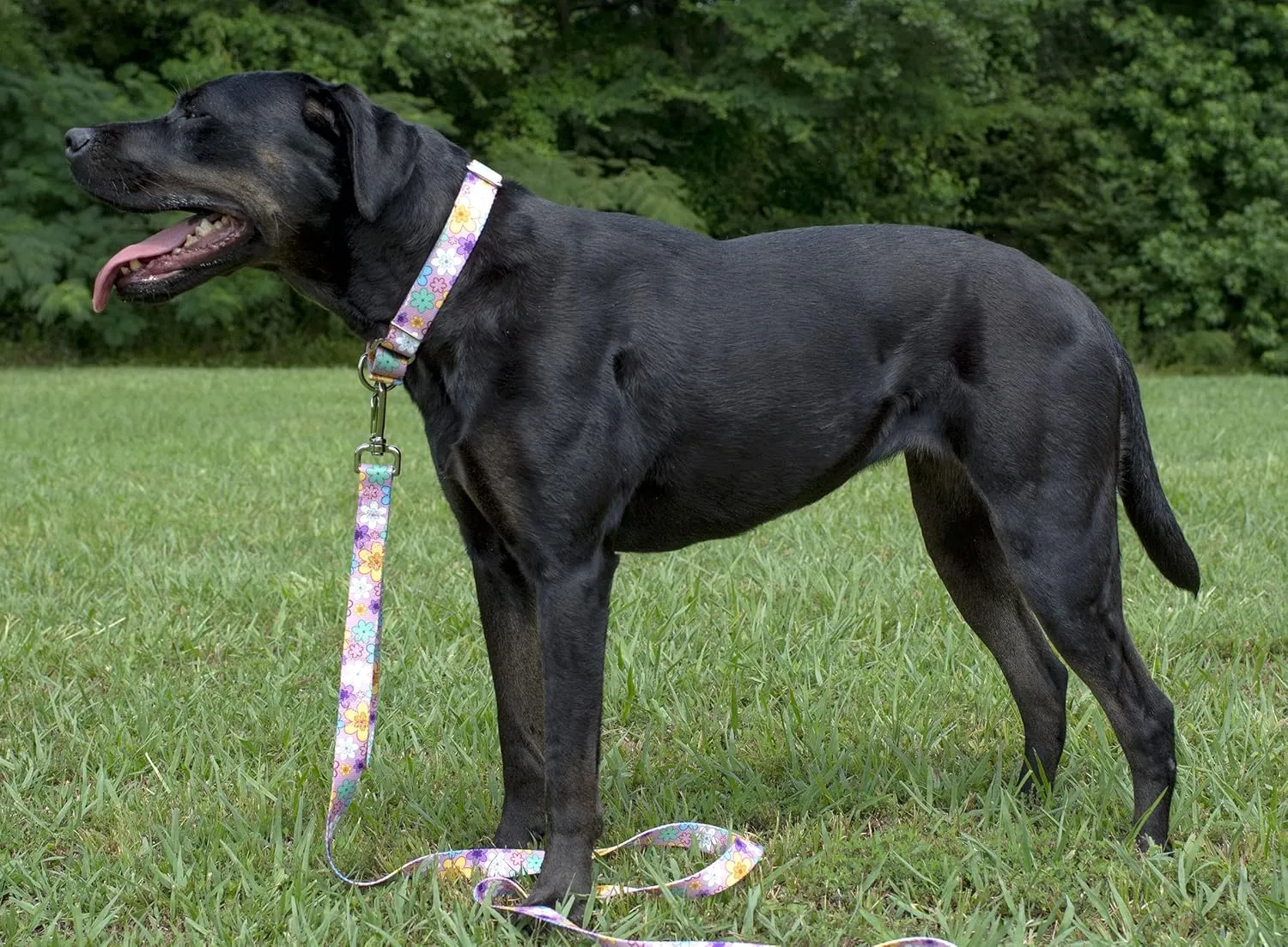 Country Brook Petz - May Flowers Martingale Dog Collar and Leash - Floral Collection Featuring Charming Designs (1/2 Inch, Extra Small)