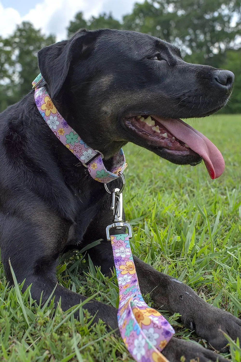 Country Brook Petz - May Flowers Martingale Dog Collar and Leash - Floral Collection Featuring Charming Designs (1/2 Inch, Extra Small)