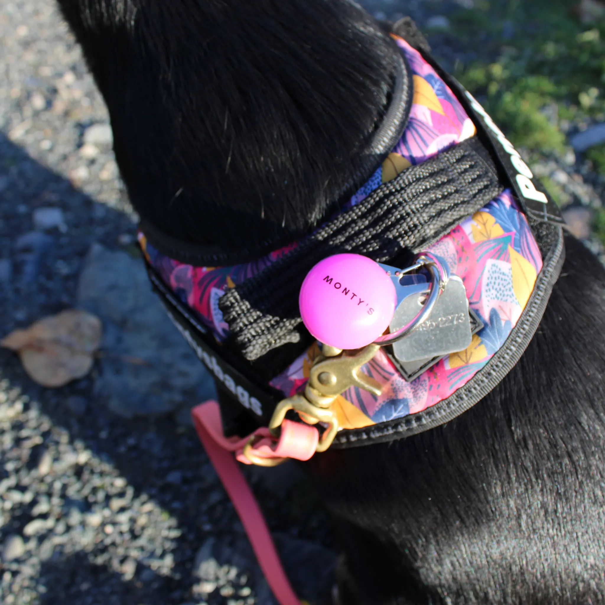 Dog Collar Light - Battery Powered