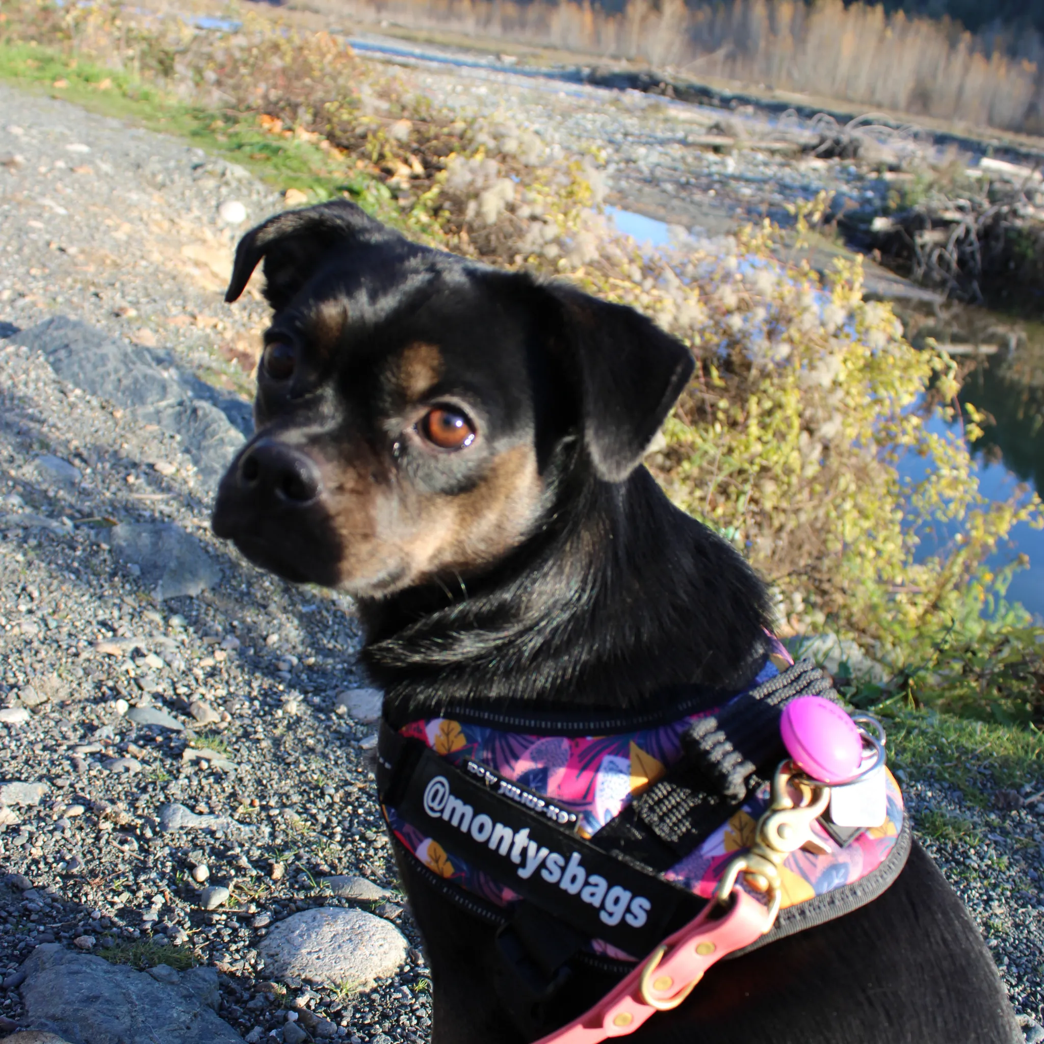 Dog Collar Light - Battery Powered