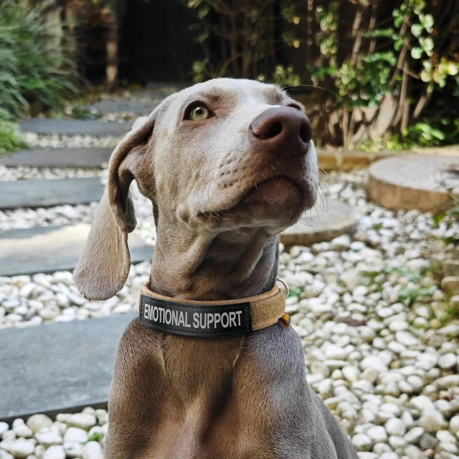 EXCELLENT ELITE SPANKER Nylon Puppy Dog Collar Adjustable Soft Padded Collar Heavy Duty Quick-Release Buckle Lightweight No-Choke for Small Medium Dogs(BLK,S)