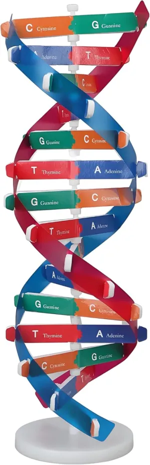 Human DNA Model Colorful Double Spiral Assemble Model Science Educational Teaching Biological Science Instrument Teaching Kit