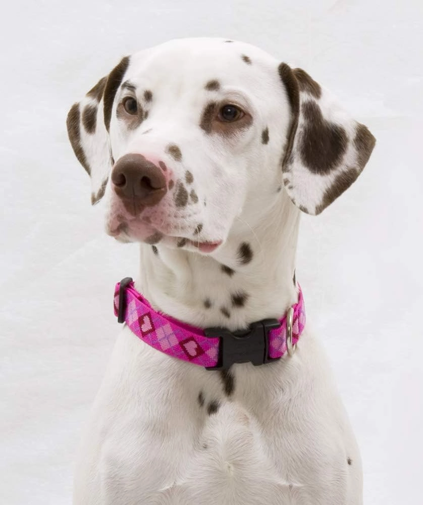 Lupine Medium Dog Collar 1" Wide Puppy Love Design adjusts from 12" to 20"