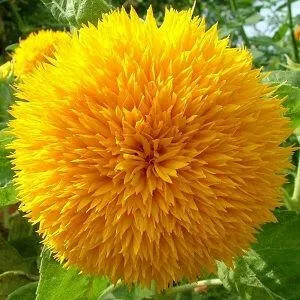 Teddy Bear Sunflower - Helianthus annuus