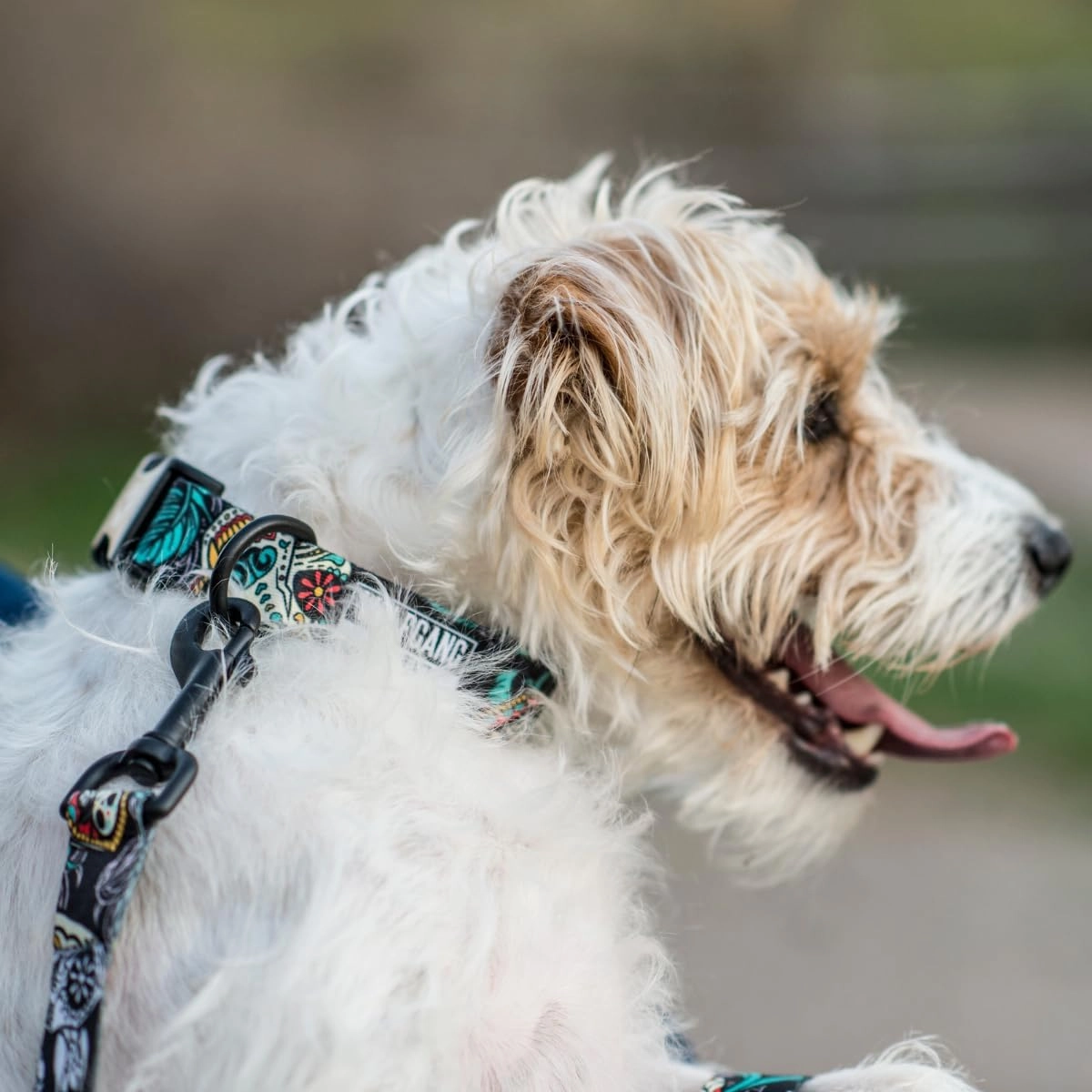 Wolfgang Heavy Duty Martingale Dog Collar with Quick Release Nylon Buckle for Walking & Training, LosMuertos Print, Extra Large
